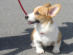 Resize of PICT0771_thumb.jpg